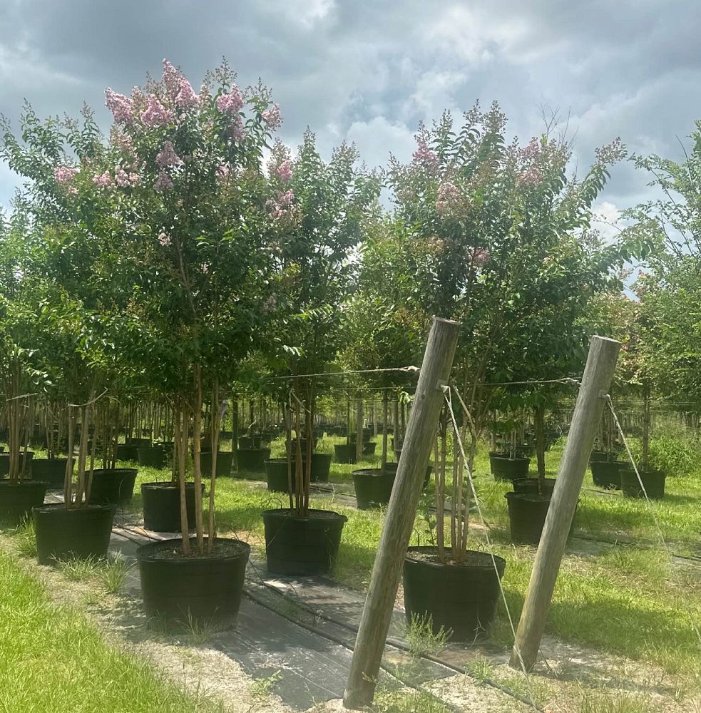lagerstroemia-fauriei-muskogee-japanese-crape-myrtle