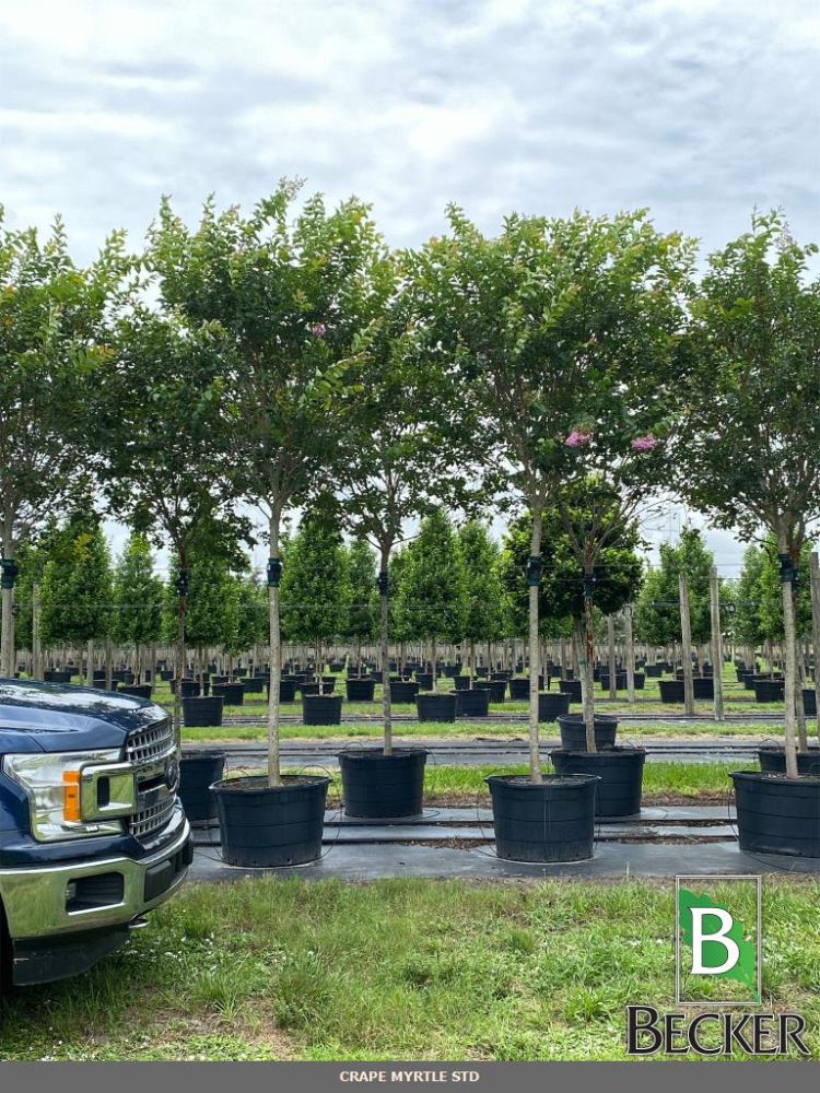lagerstroemia-fauriei-muskogee-japanese-crape-myrtle