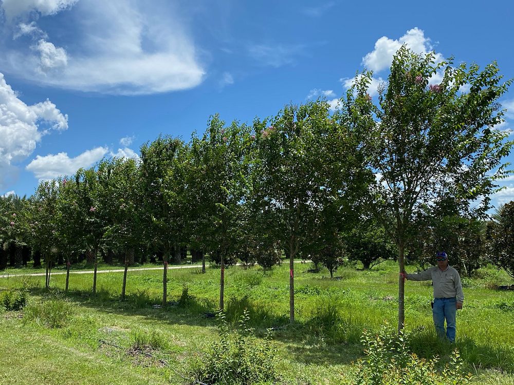 lagerstroemia-fauriei-muskogee-japanese-crape-myrtle