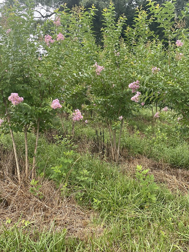 lagerstroemia-fauriei-muskogee-japanese-crape-myrtle