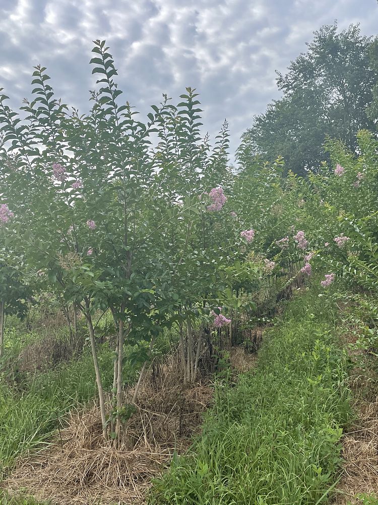 lagerstroemia-fauriei-muskogee-japanese-crape-myrtle