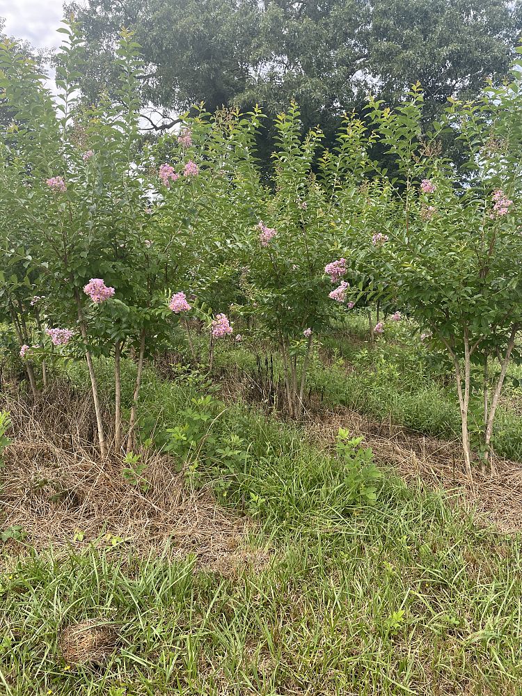 lagerstroemia-fauriei-muskogee-japanese-crape-myrtle