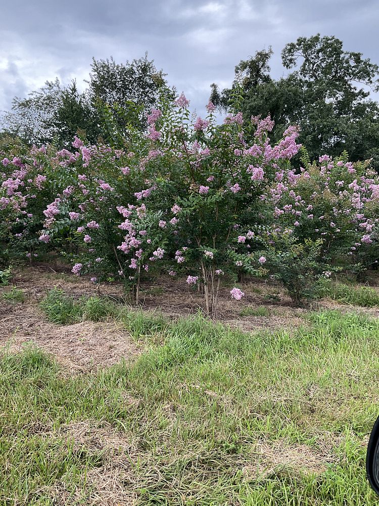 lagerstroemia-fauriei-muskogee-japanese-crape-myrtle