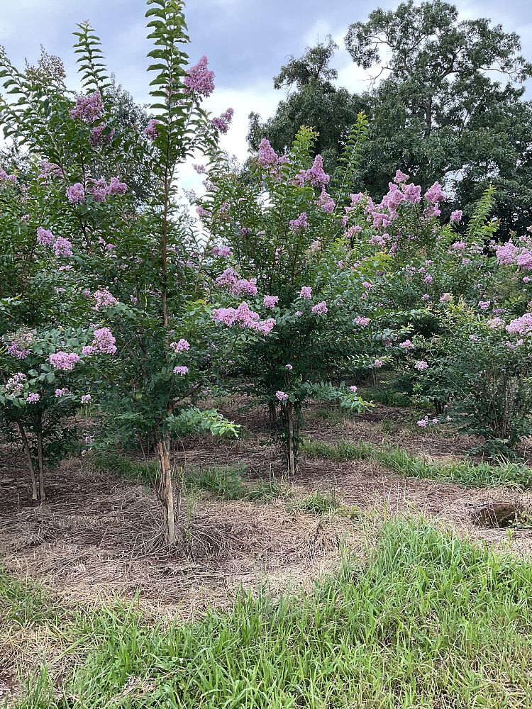 lagerstroemia-fauriei-muskogee-japanese-crape-myrtle