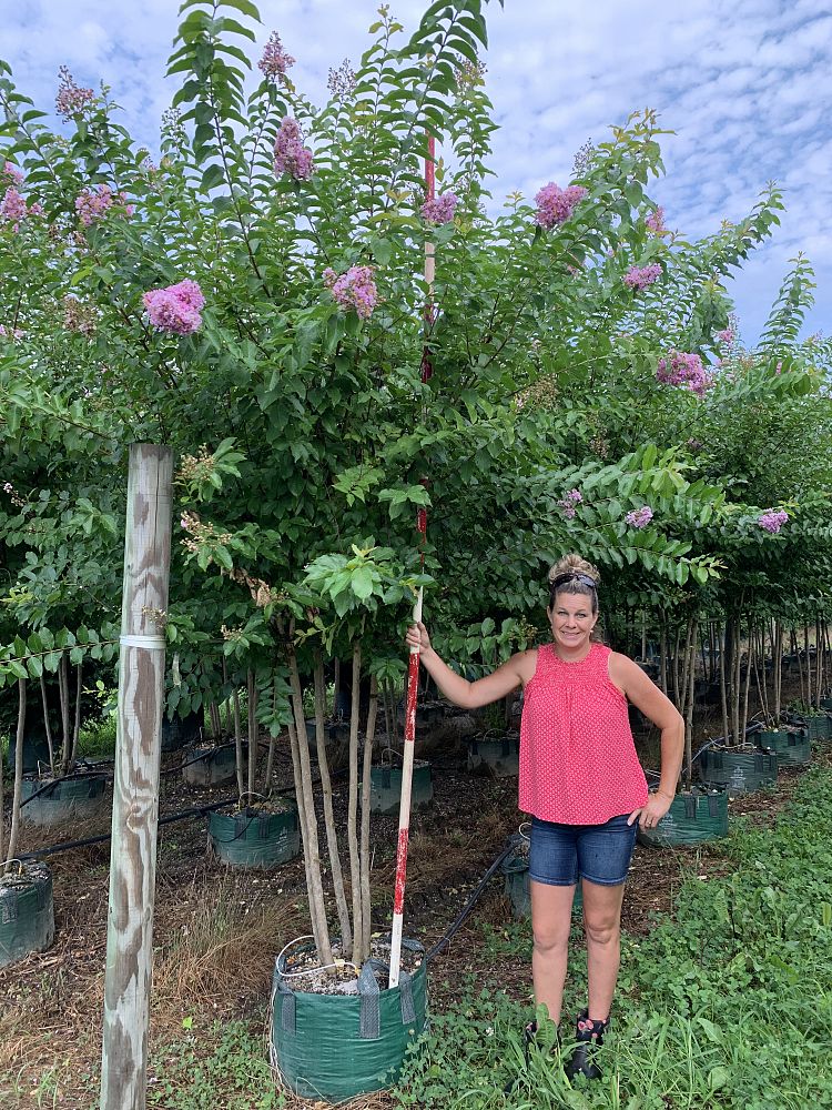 lagerstroemia-fauriei-muskogee-japanese-crape-myrtle