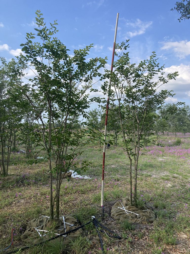 lagerstroemia-fauriei-muskogee-japanese-crape-myrtle