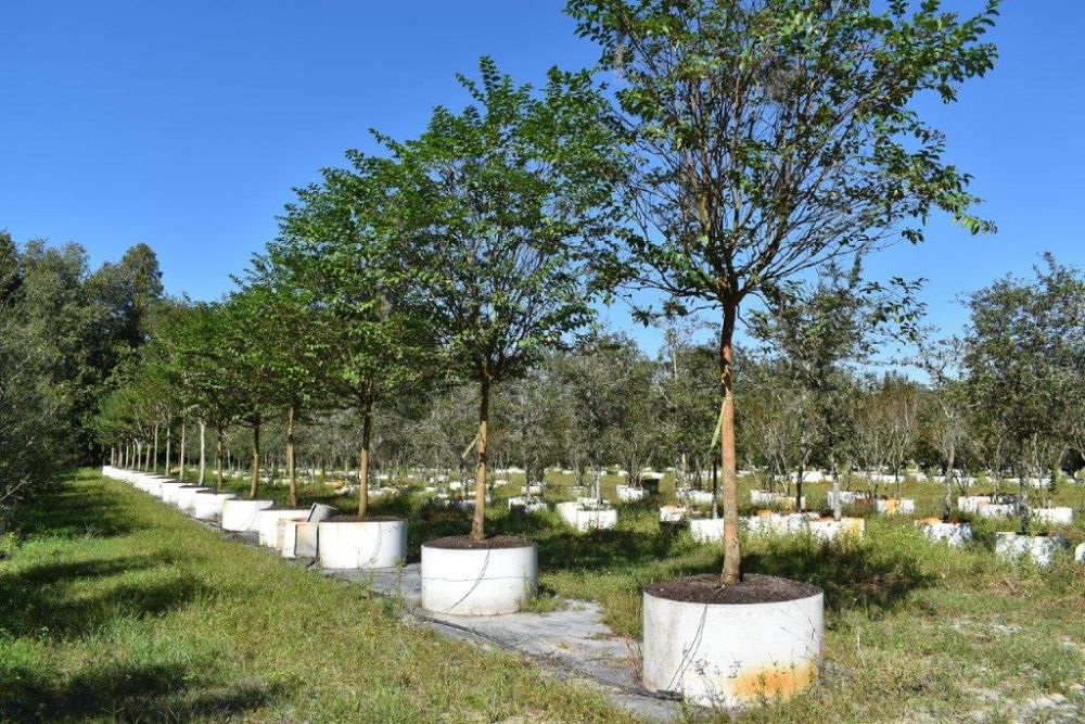 lagerstroemia-fauriei-muskogee-japanese-crape-myrtle