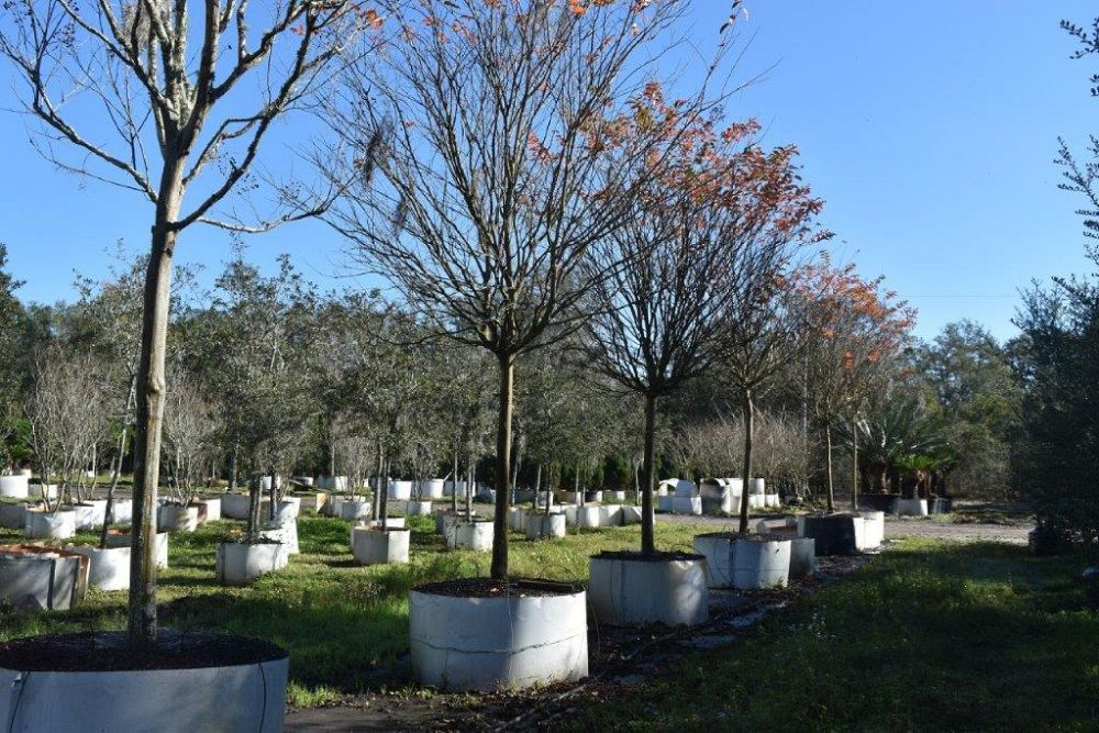lagerstroemia-fauriei-muskogee-japanese-crape-myrtle