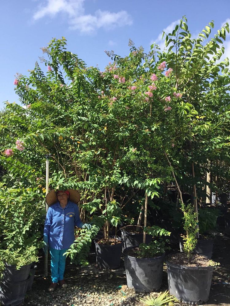 lagerstroemia-fauriei-muskogee-japanese-crape-myrtle