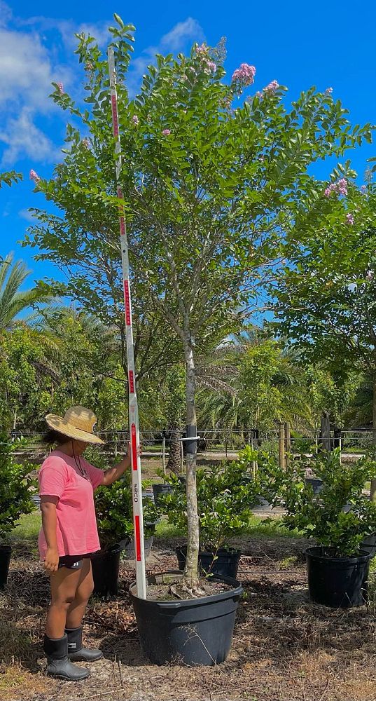 lagerstroemia-fauriei-muskogee-japanese-crape-myrtle