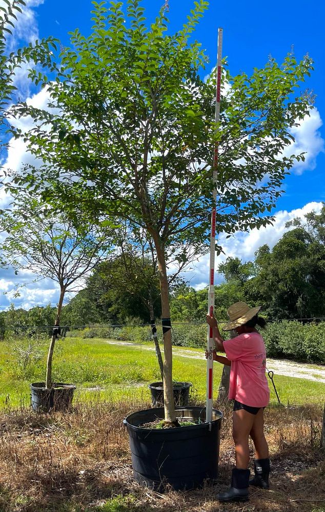 lagerstroemia-fauriei-muskogee-japanese-crape-myrtle
