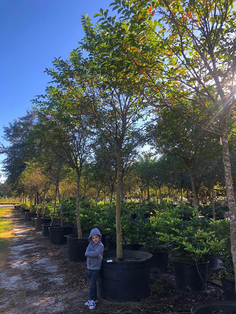 lagerstroemia-fauriei-muskogee-japanese-crape-myrtle