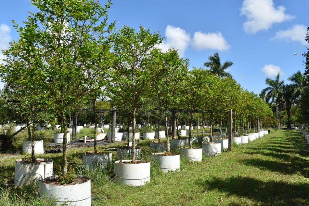 lagerstroemia-fauriei-muskogee-japanese-crape-myrtle