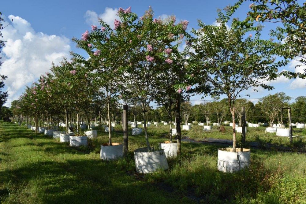 lagerstroemia-fauriei-muskogee-japanese-crape-myrtle