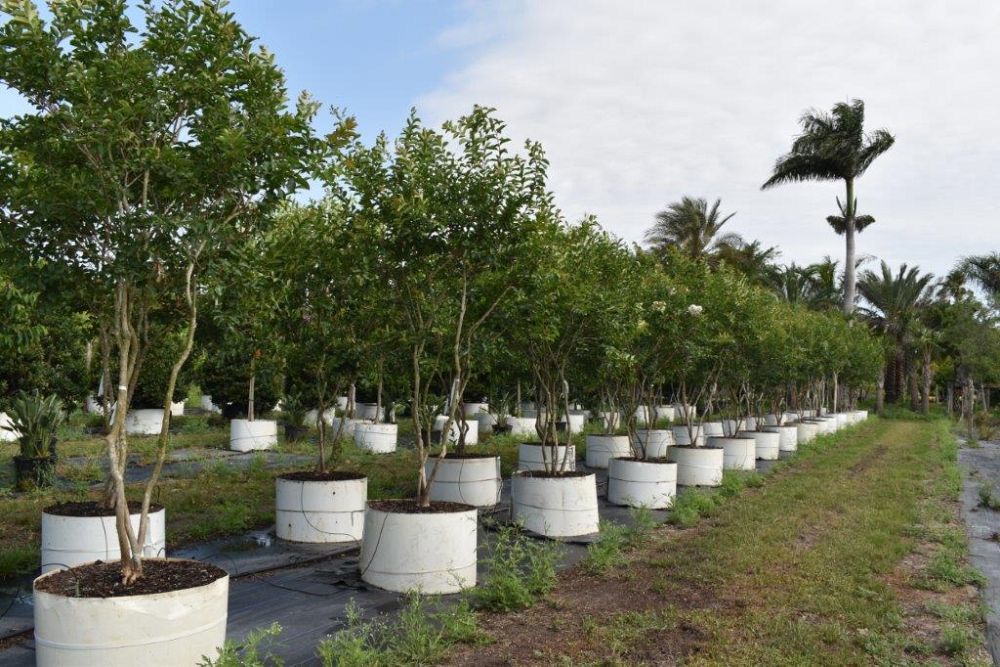 lagerstroemia-fauriei-muskogee-japanese-crape-myrtle