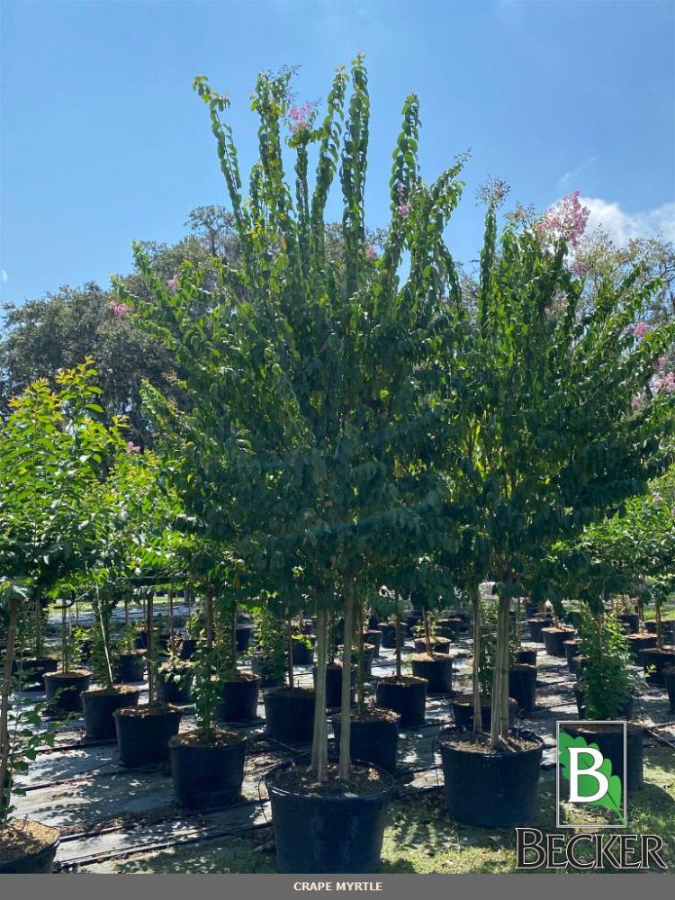 lagerstroemia-fauriei-muskogee-japanese-crape-myrtle