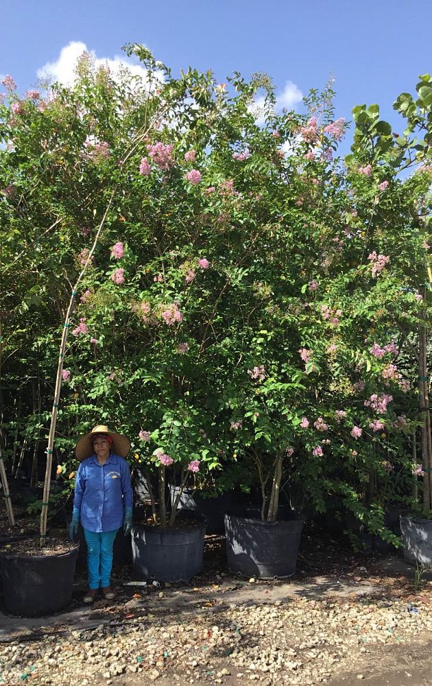 lagerstroemia-fauriei-muskogee-japanese-crape-myrtle
