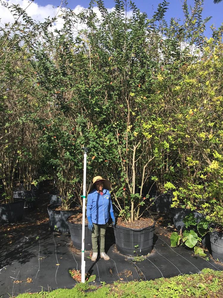 lagerstroemia-fauriei-muskogee-japanese-crape-myrtle