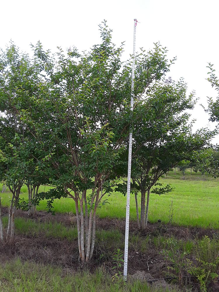 lagerstroemia-fauriei-muskogee-japanese-crape-myrtle