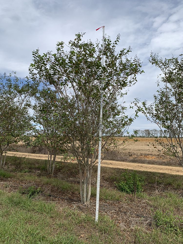lagerstroemia-fauriei-muskogee-japanese-crape-myrtle