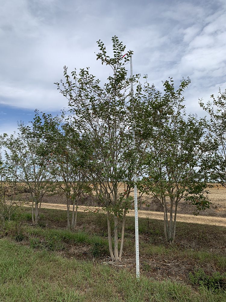 lagerstroemia-fauriei-muskogee-japanese-crape-myrtle
