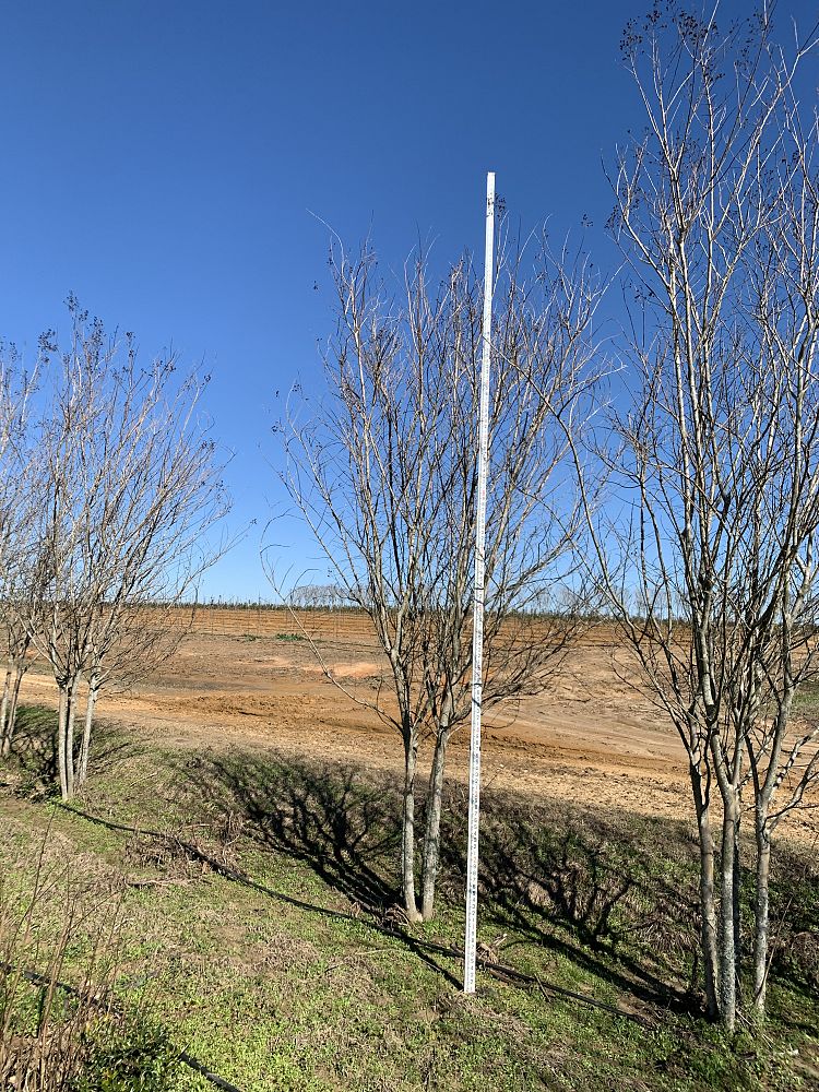 lagerstroemia-fauriei-muskogee-japanese-crape-myrtle