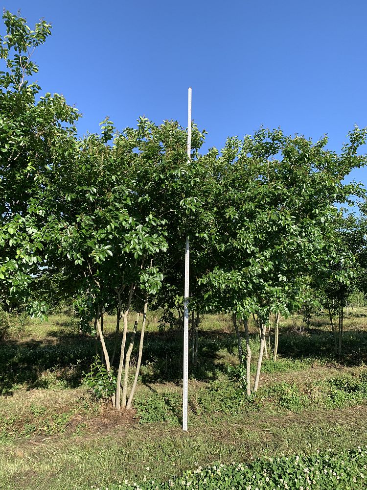 lagerstroemia-fauriei-muskogee-japanese-crape-myrtle