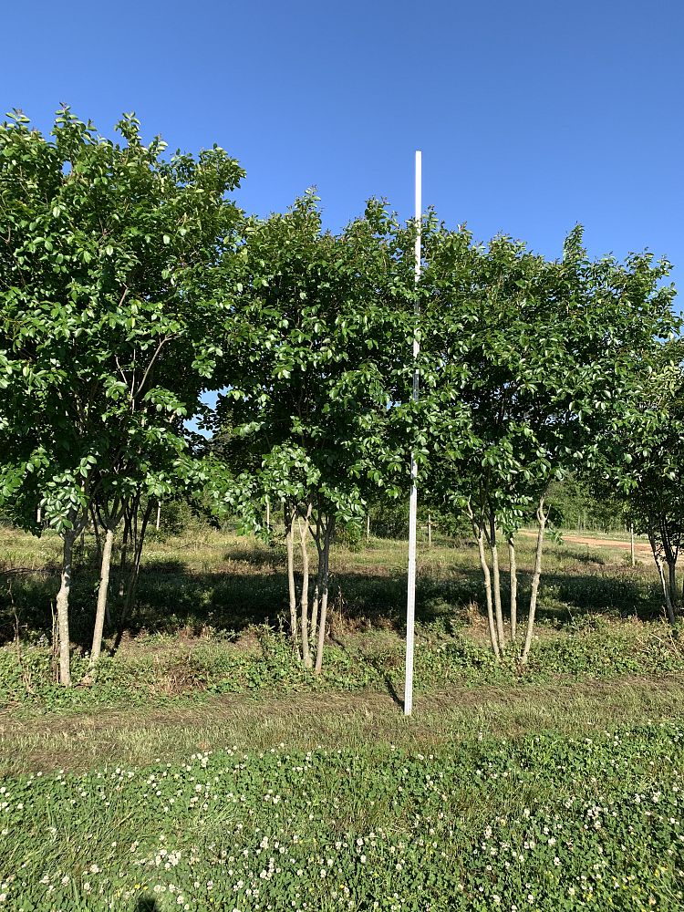 lagerstroemia-fauriei-muskogee-japanese-crape-myrtle