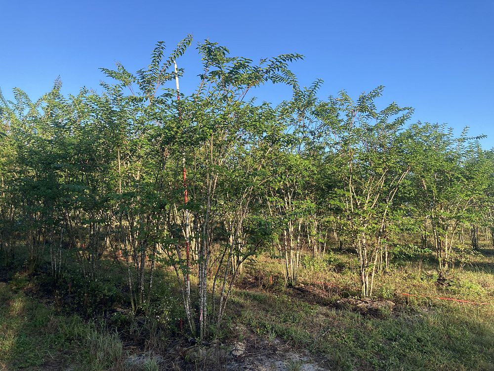 lagerstroemia-fauriei-muskogee-japanese-crape-myrtle