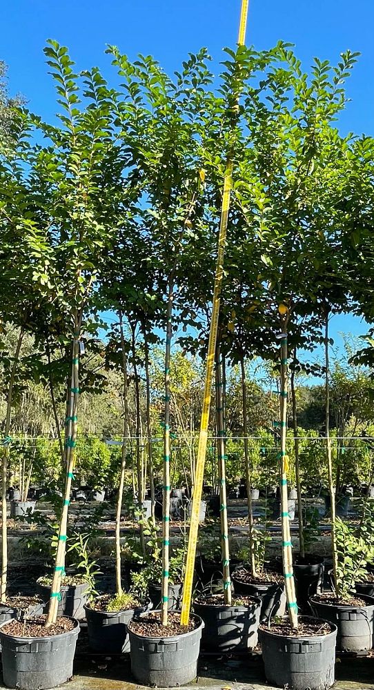 lagerstroemia-fauriei-muskogee-japanese-crape-myrtle