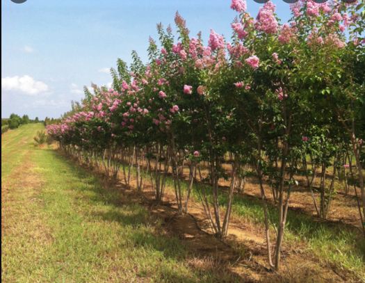 lagerstroemia-fauriei-muskogee-japanese-crape-myrtle
