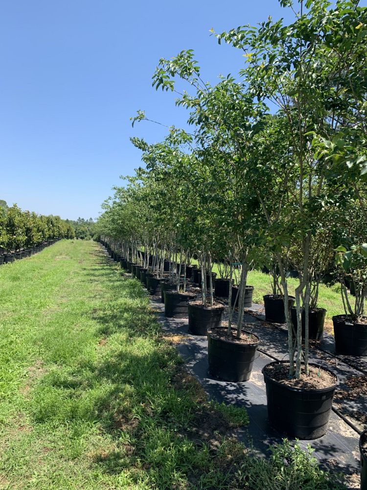 lagerstroemia-fauriei-muskogee-japanese-crape-myrtle
