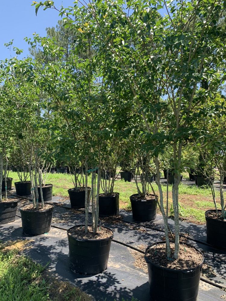 lagerstroemia-fauriei-muskogee-japanese-crape-myrtle