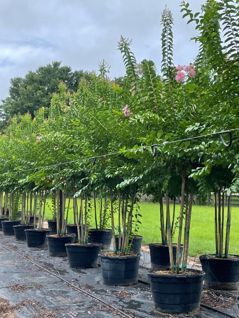 lagerstroemia-fauriei-muskogee-japanese-crape-myrtle