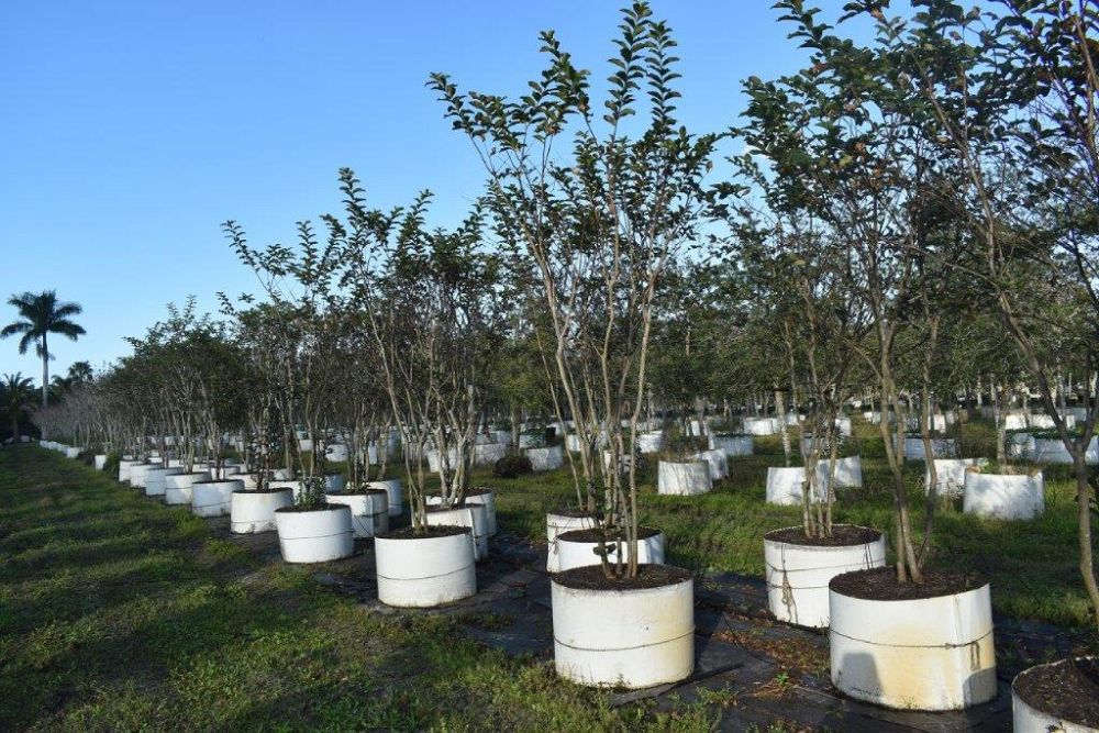 lagerstroemia-fauriei-muskogee-japanese-crape-myrtle