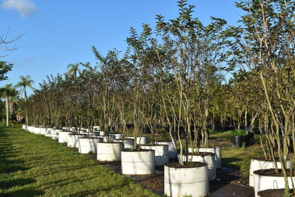 lagerstroemia-fauriei-muskogee-japanese-crape-myrtle