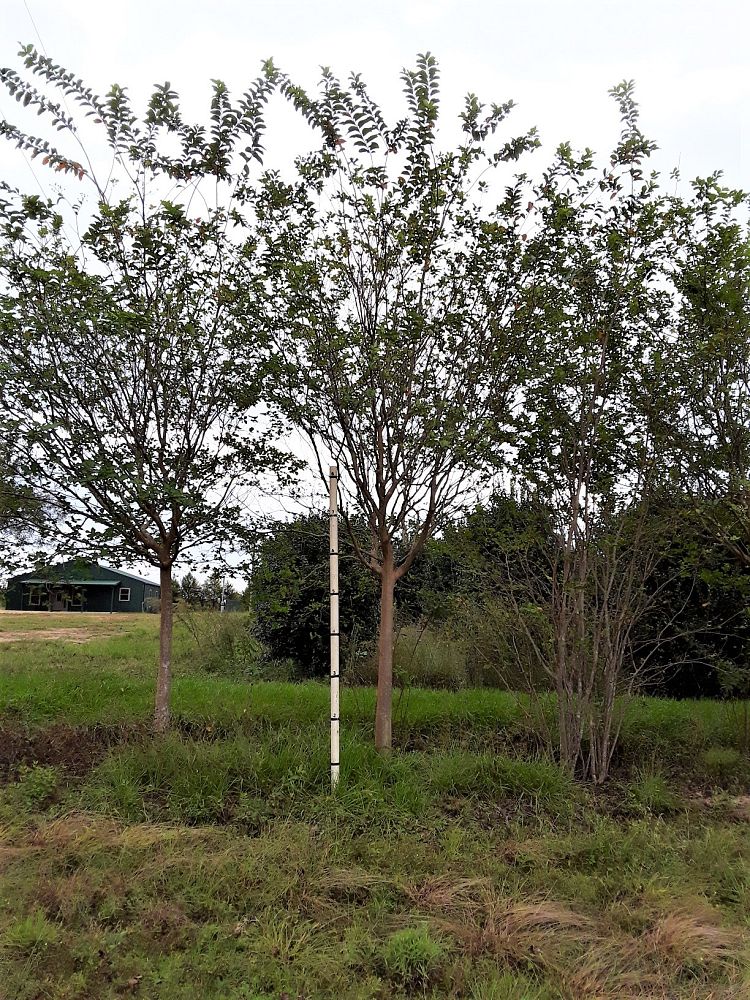 lagerstroemia-fauriei-muskogee-japanese-crape-myrtle