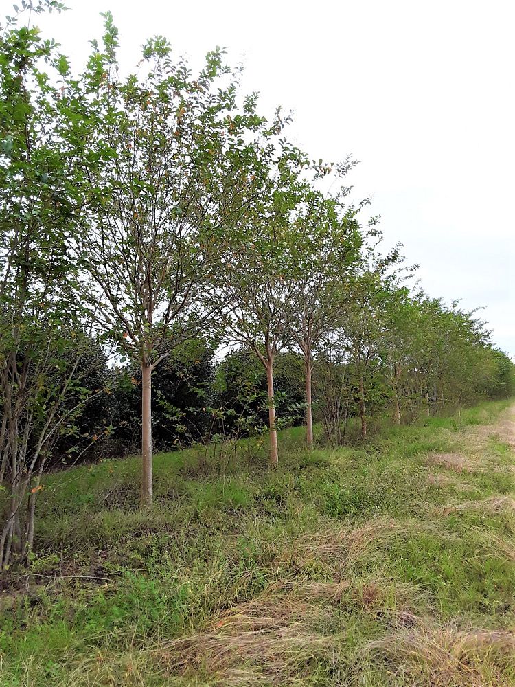 lagerstroemia-fauriei-muskogee-japanese-crape-myrtle