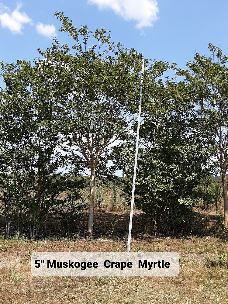 lagerstroemia-fauriei-muskogee-japanese-crape-myrtle