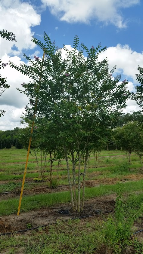 lagerstroemia-fauriei-muskogee-japanese-crape-myrtle