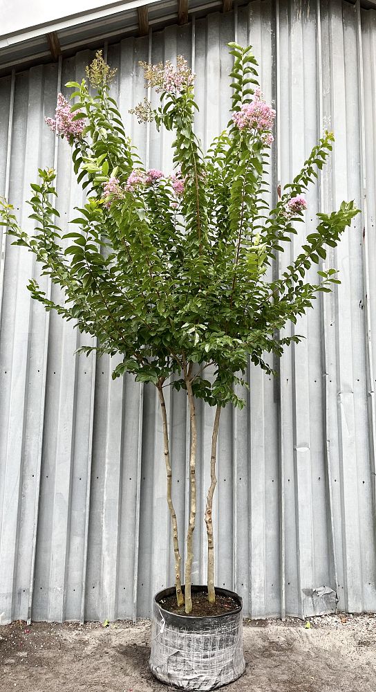 lagerstroemia-fauriei-muskogee-japanese-crape-myrtle