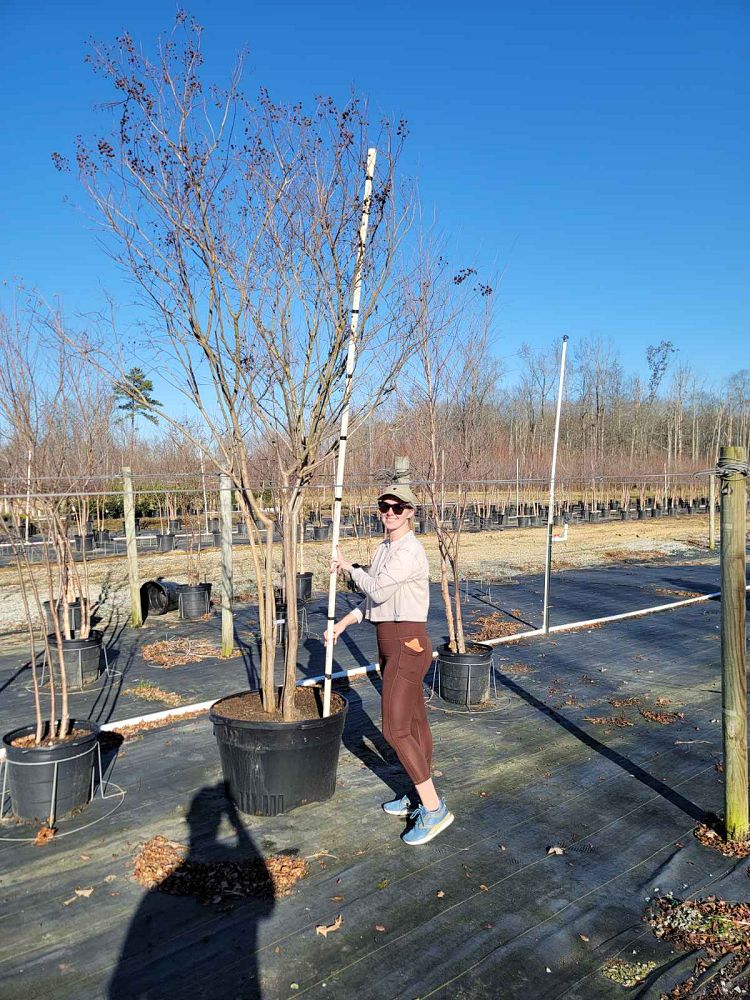 lagerstroemia-fauriei-muskogee-japanese-crape-myrtle