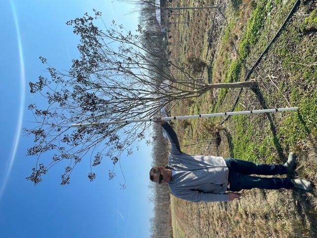 lagerstroemia-fauriei-muskogee-japanese-crape-myrtle