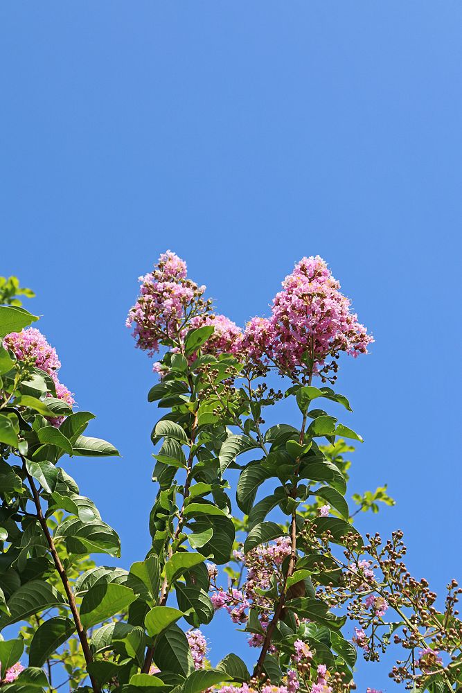 lagerstroemia-fauriei-muskogee-japanese-crape-myrtle
