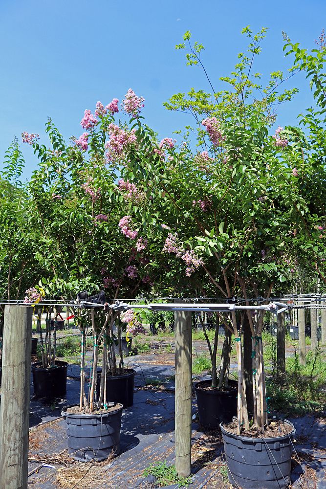 lagerstroemia-fauriei-muskogee-japanese-crape-myrtle