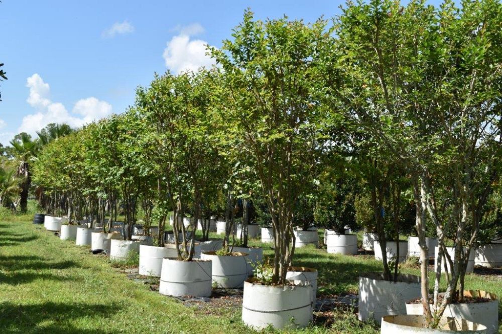 lagerstroemia-fauriei-muskogee-japanese-crape-myrtle