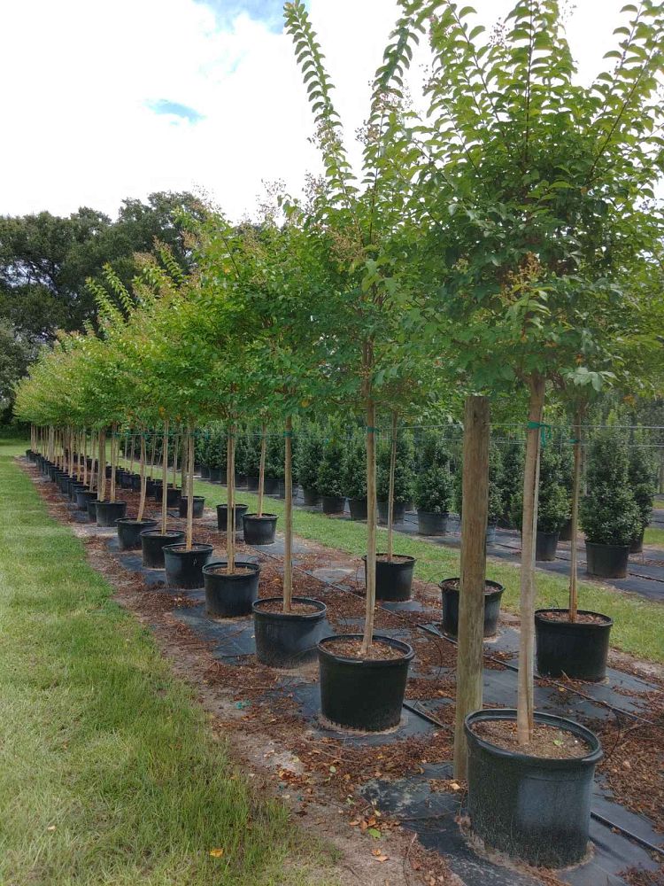 lagerstroemia-fauriei-muskogee-japanese-crape-myrtle