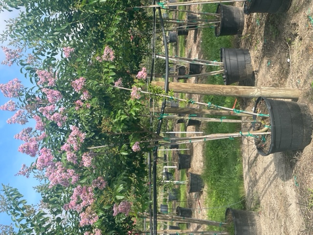 lagerstroemia-fauriei-muskogee-japanese-crape-myrtle