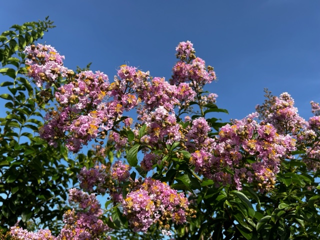 lagerstroemia-fauriei-muskogee-japanese-crape-myrtle