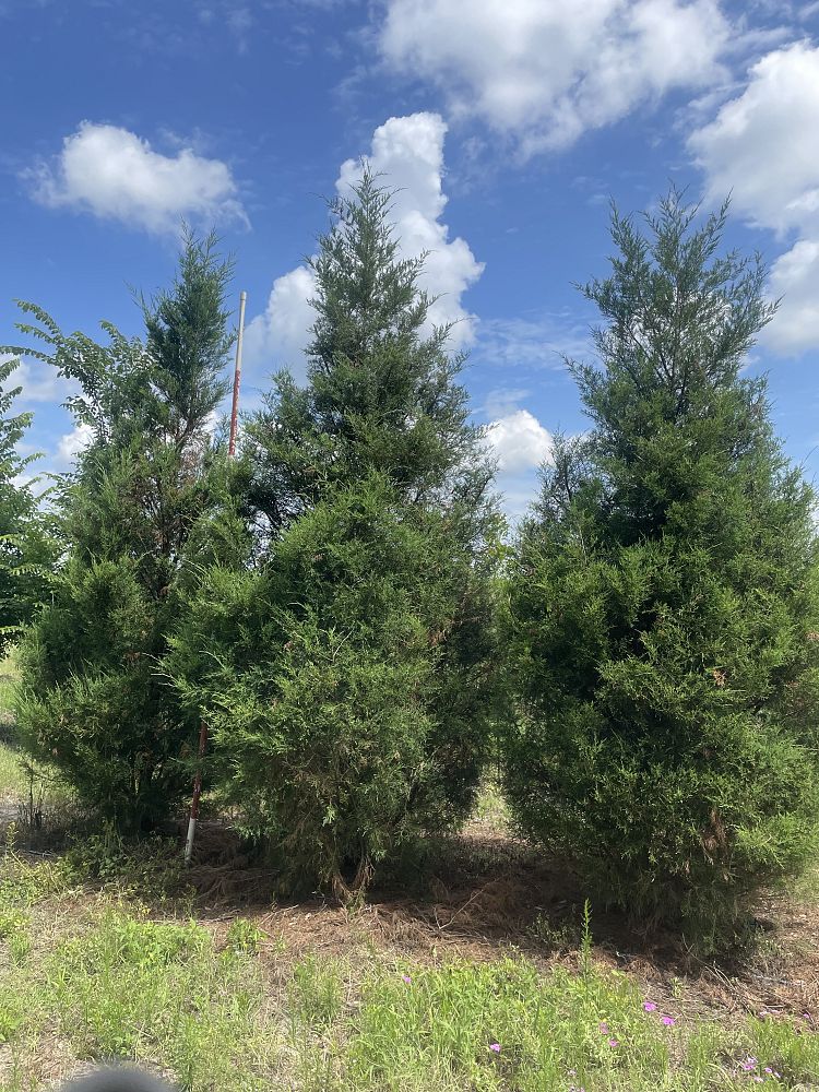 lagerstroemia-fauriei-muskogee-japanese-crape-myrtle